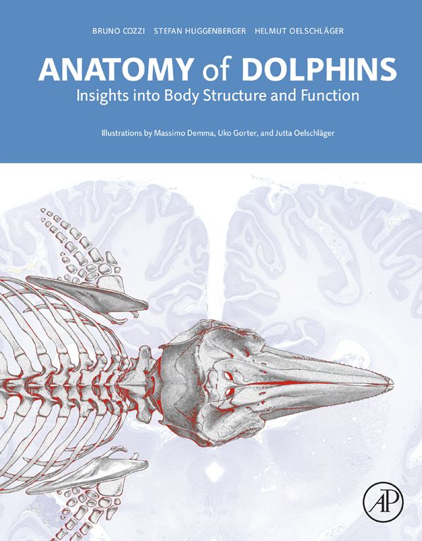 Anatomy of Dolphins: Insights into Body Structure and Function