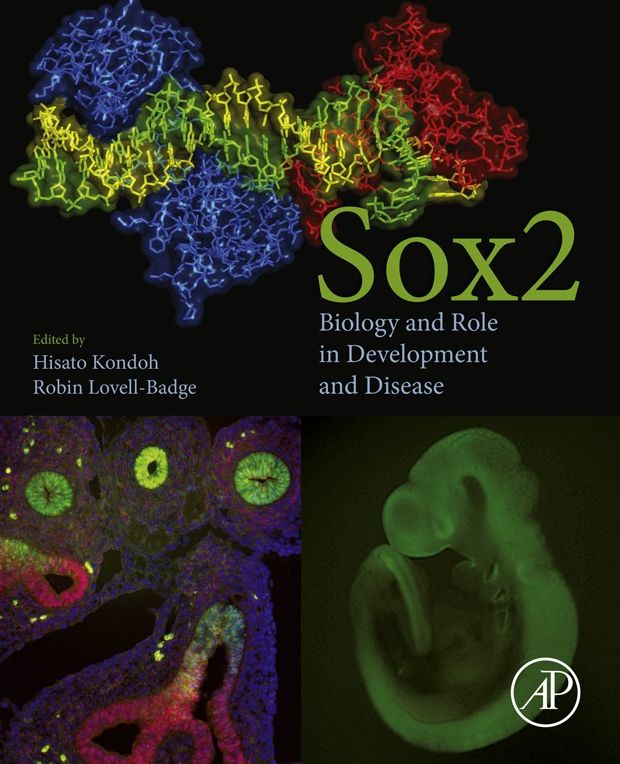 Sox2: Biology and Role in Development and Disease