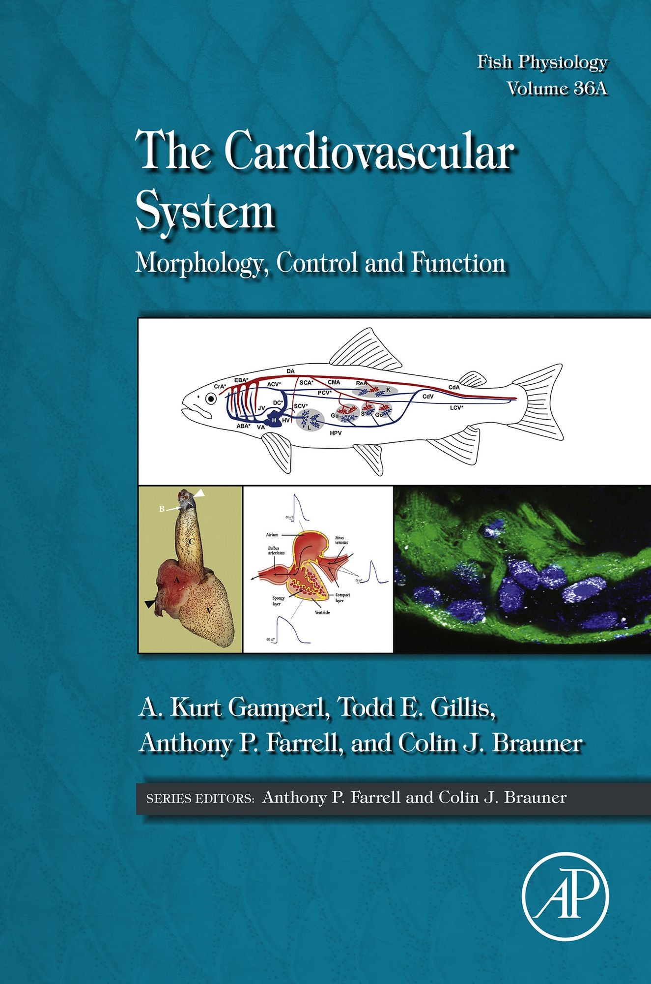 The Cardiovascular System: Morphology, Control and Function