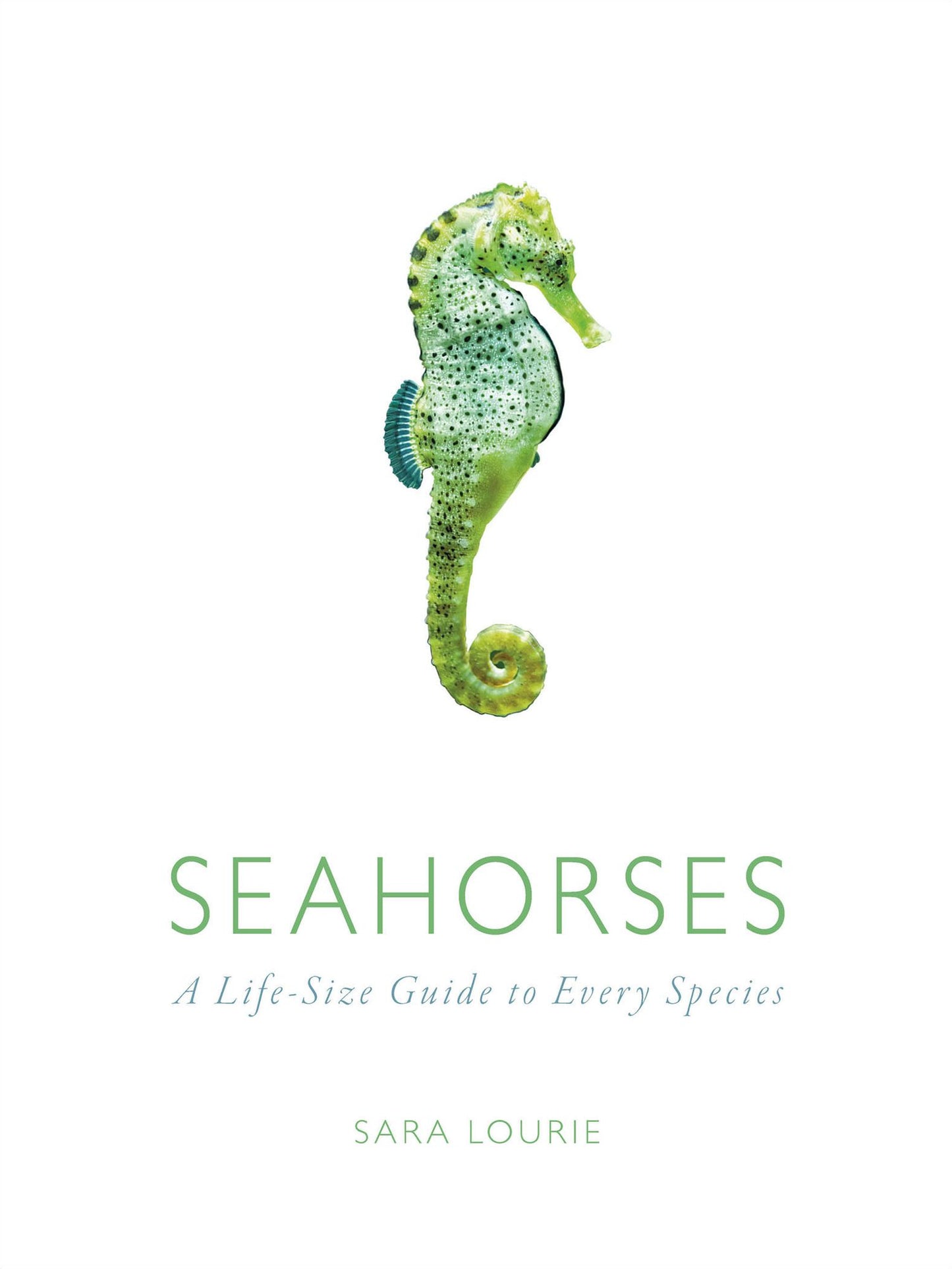 Seahorses: A Life-Size Guide to Every Species