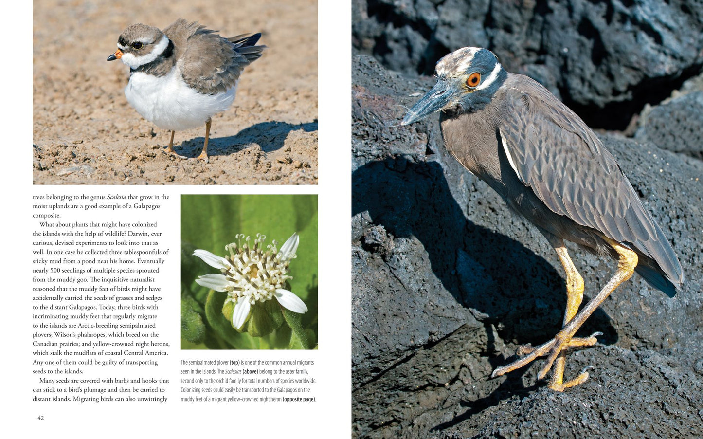 Galapagos: A Traveler's Introduction