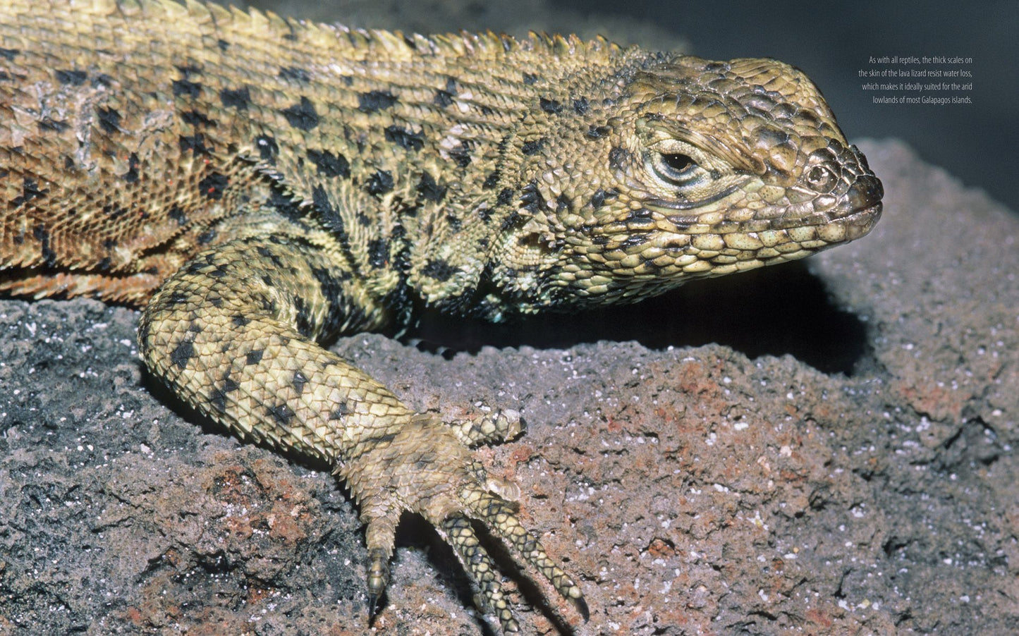 Galapagos: A Traveler's Introduction