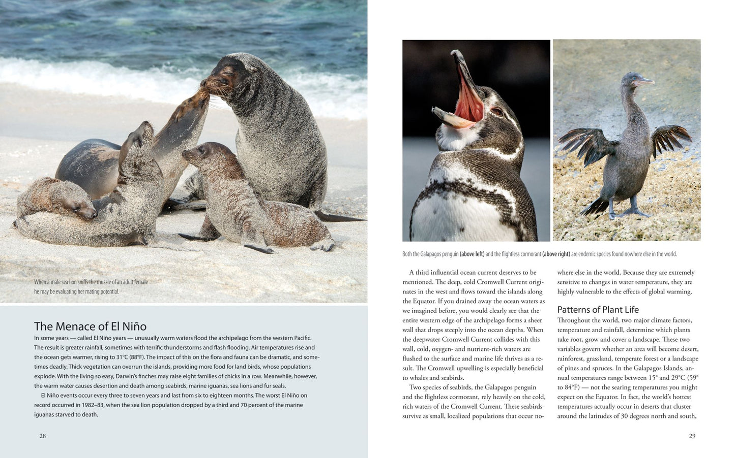 Galapagos: A Traveler's Introduction