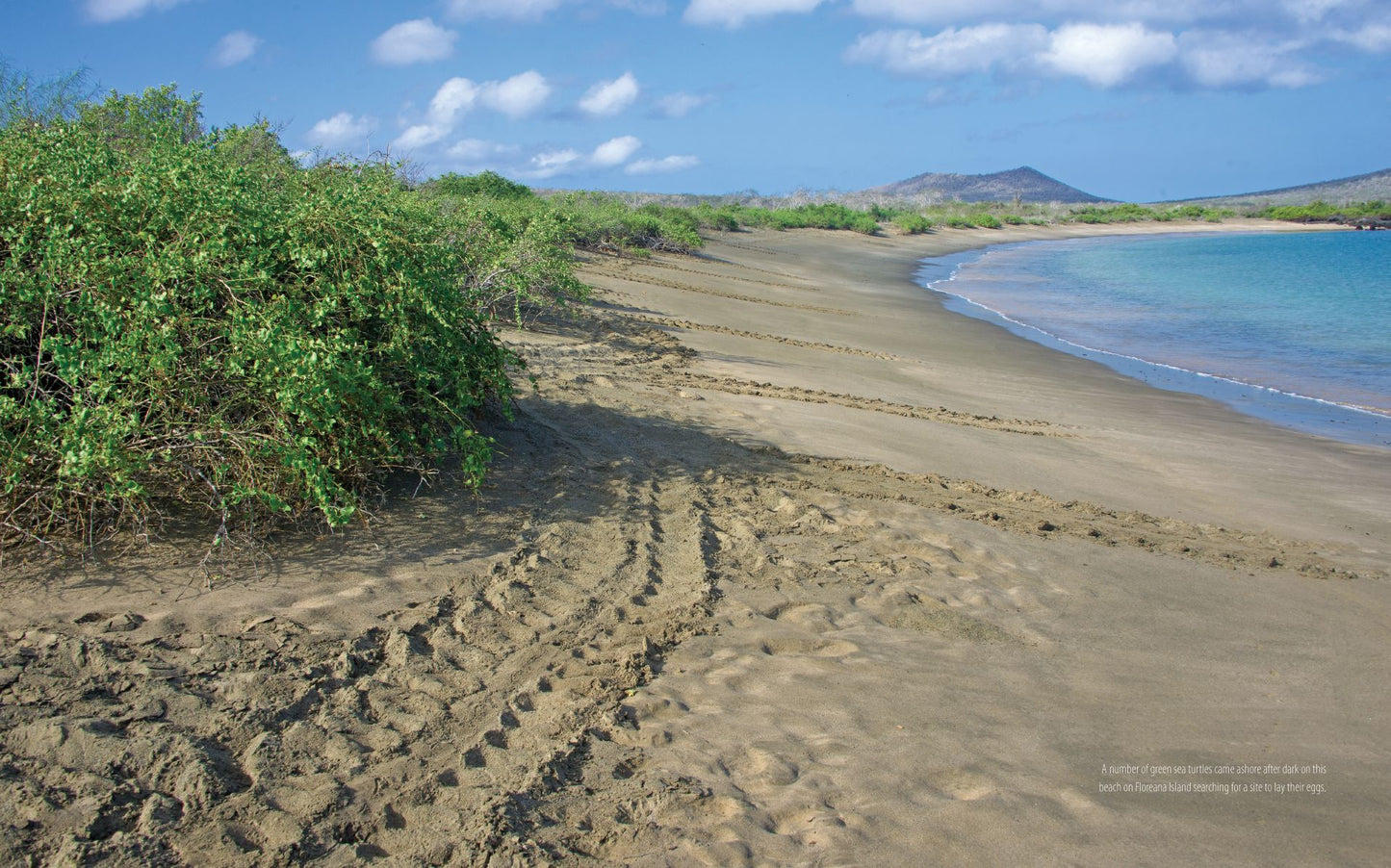 Galapagos: A Traveler's Introduction