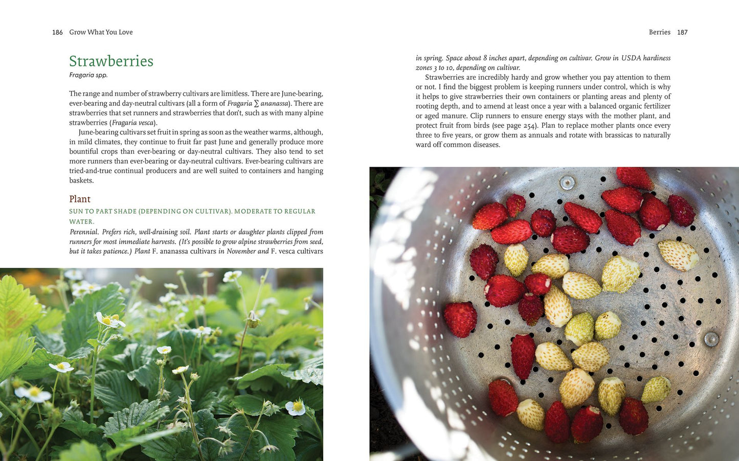 Grow What You Love: 12 Food Plant Families To Change Your Life