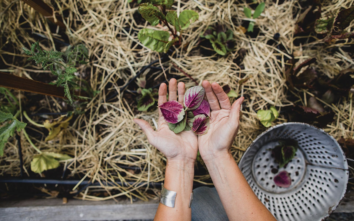 Grow What You Love: 12 Food Plant Families To Change Your Life