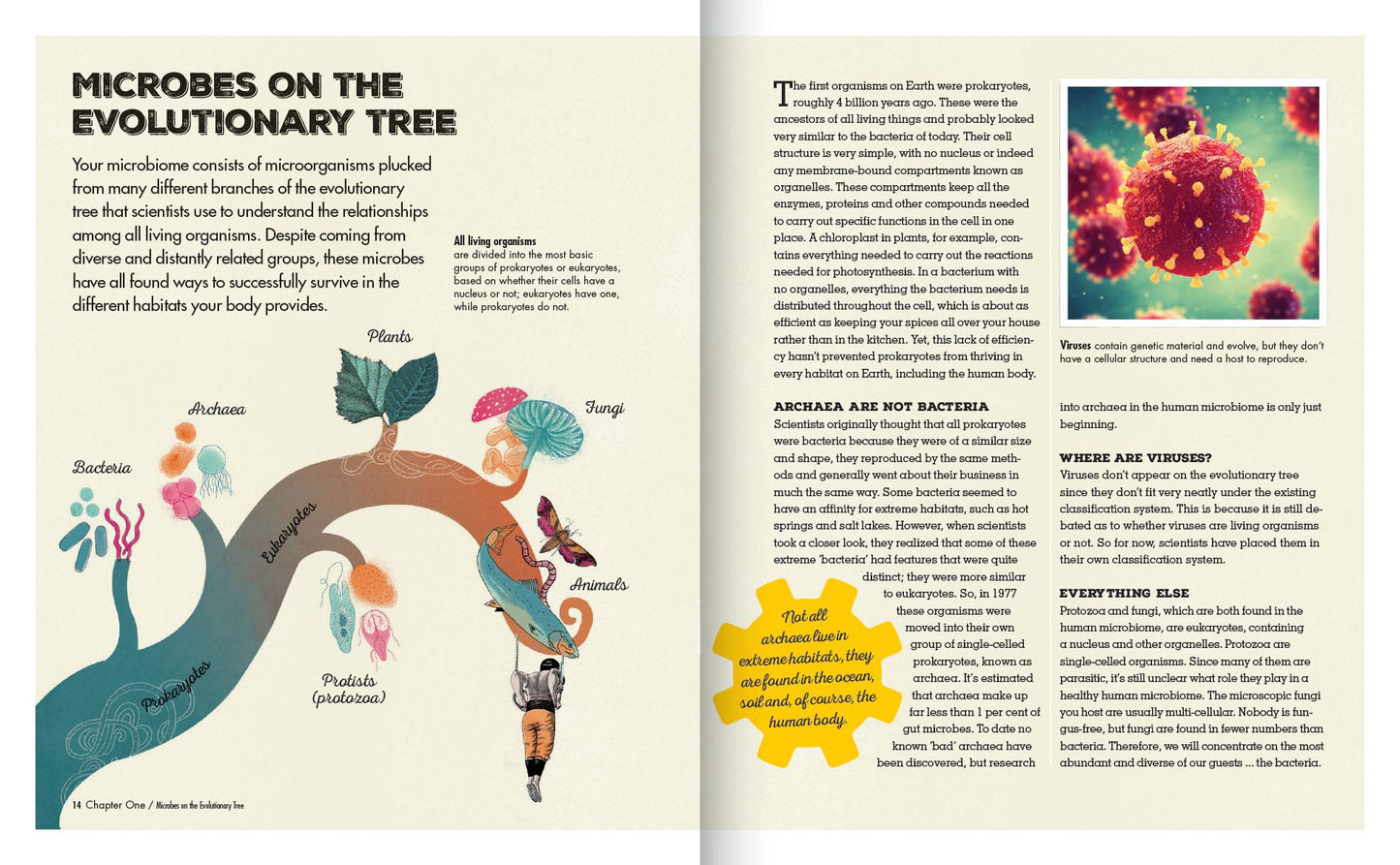Meet Your Bacteria: The Hidden Communities That Live in Your Gut and Other Organs