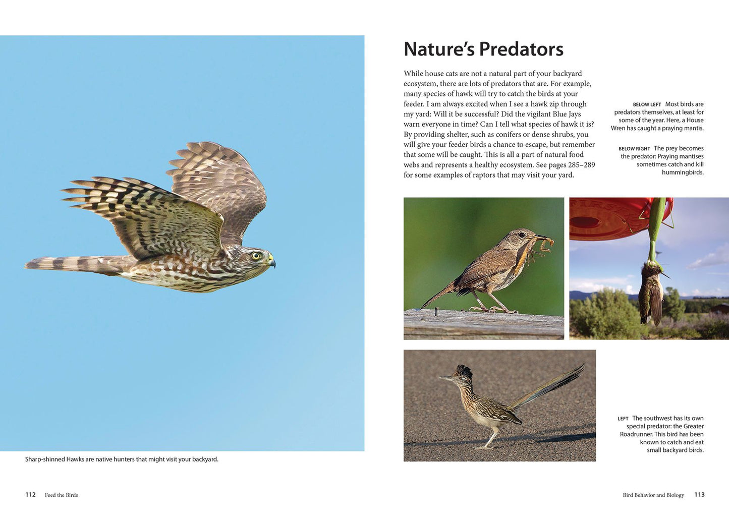 Feed the Birds: Attract and Identify 196 Common North American Birds