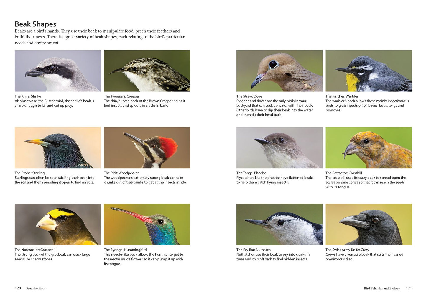 Feed the Birds: Attract and Identify 196 Common North American Birds