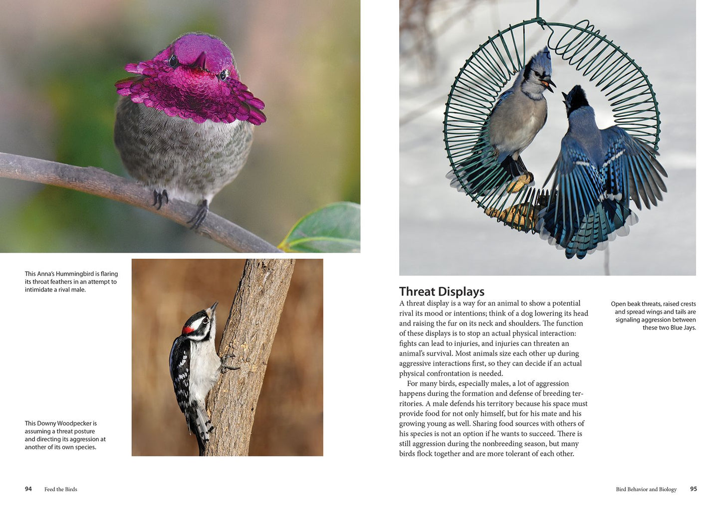 Feed the Birds: Attract and Identify 196 Common North American Birds