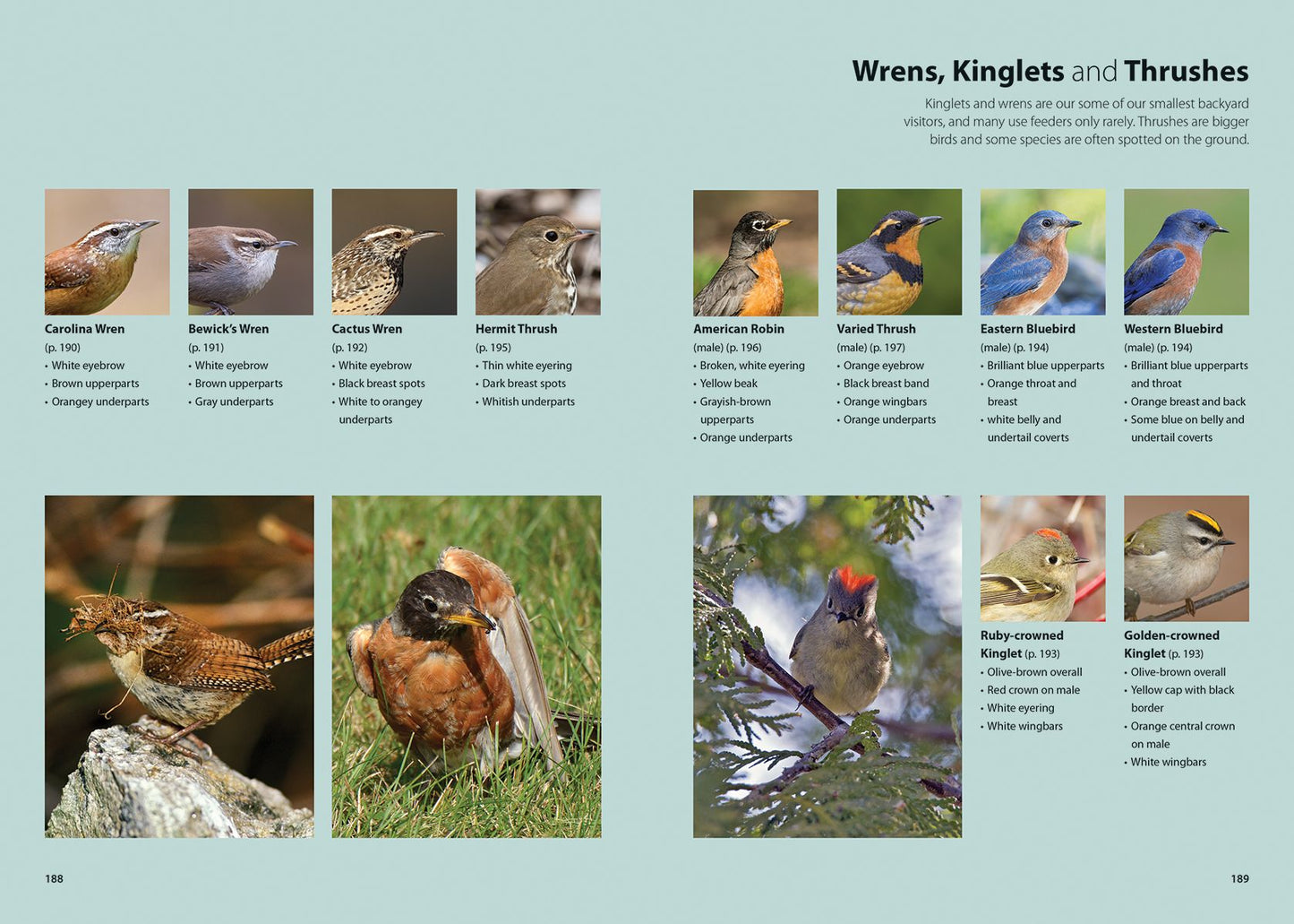 Feed the Birds: Attract and Identify 196 Common North American Birds