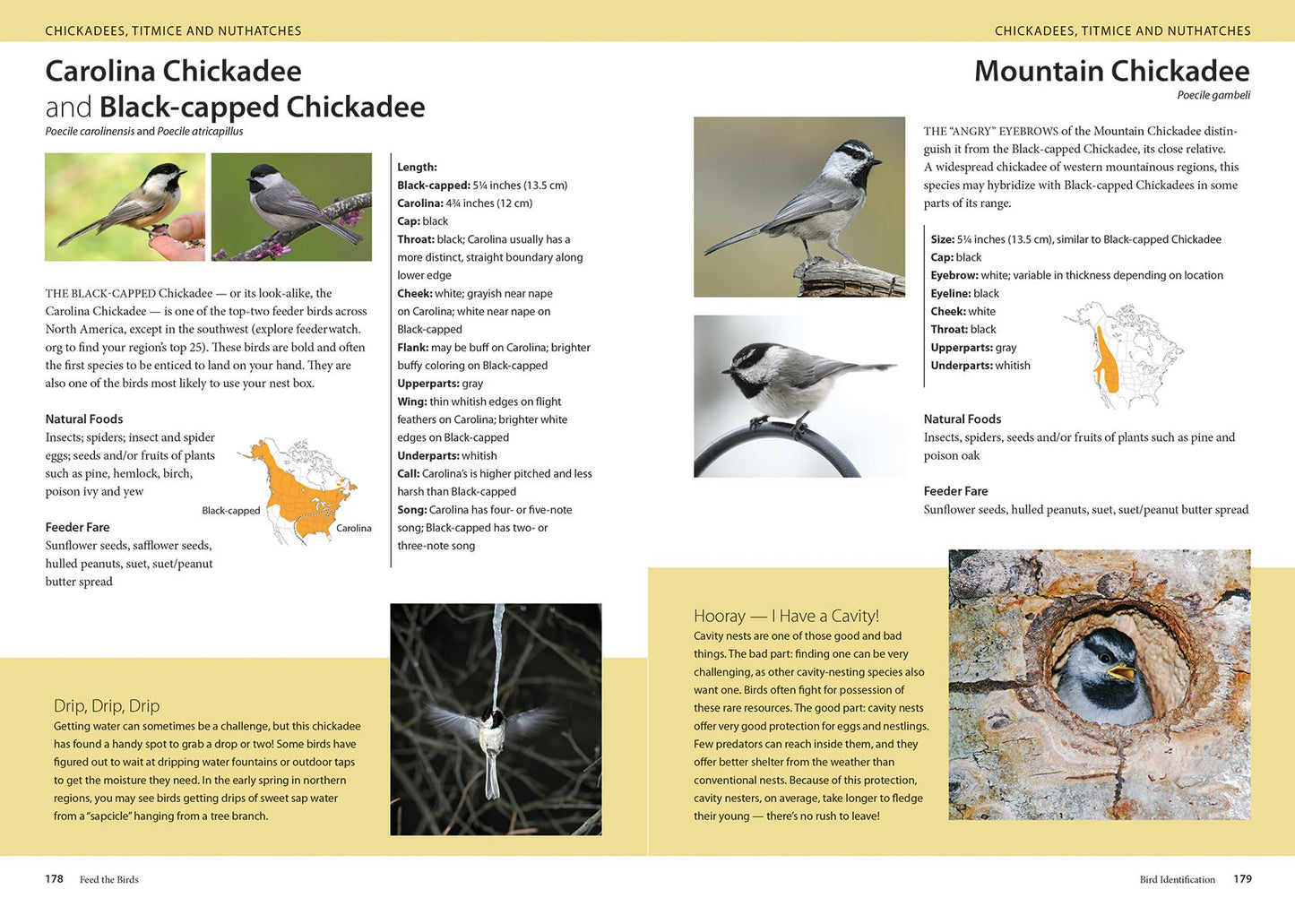 Feed the Birds: Attract and Identify 196 Common North American Birds