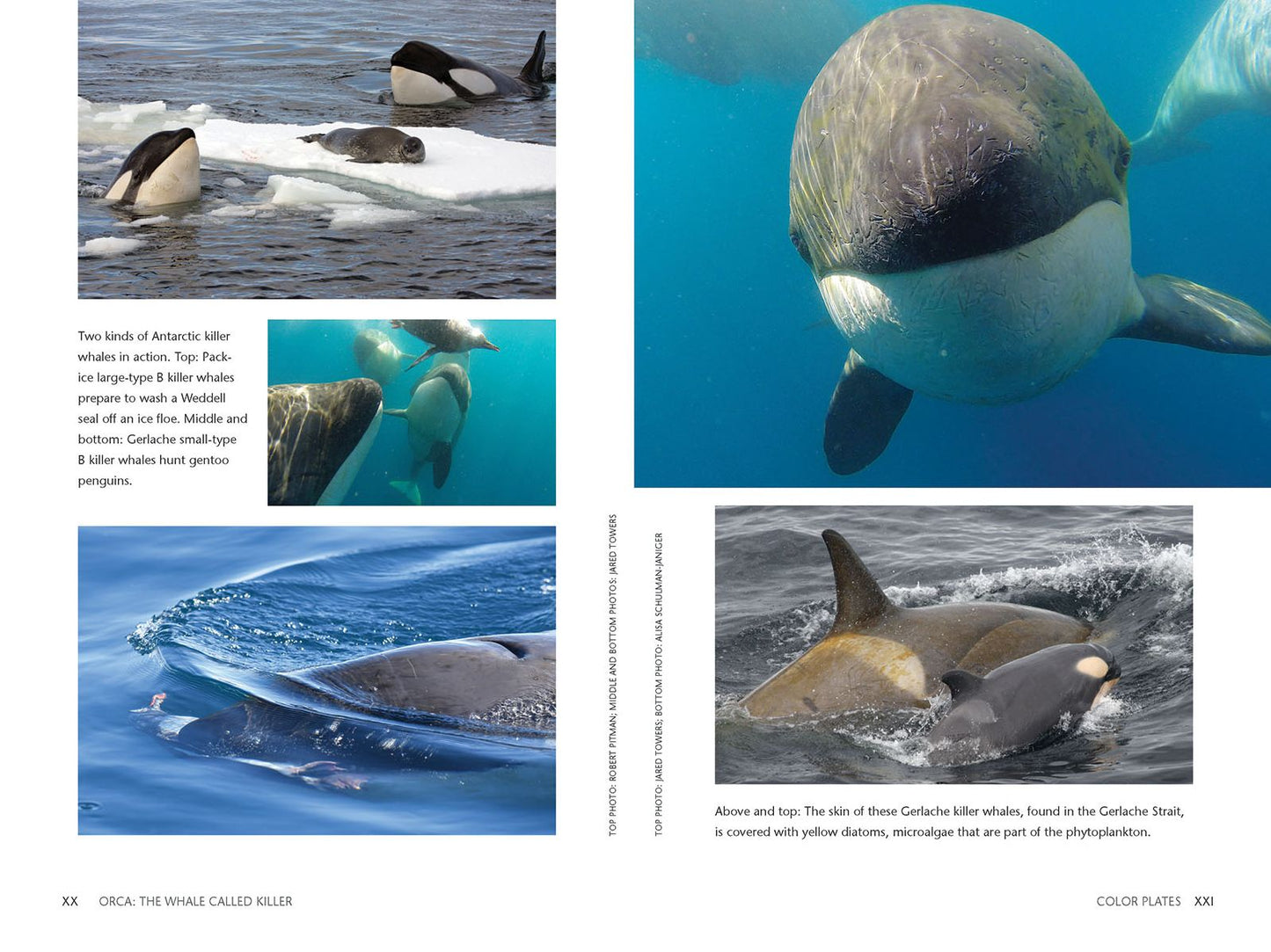 Orca: The Whale Called Killer