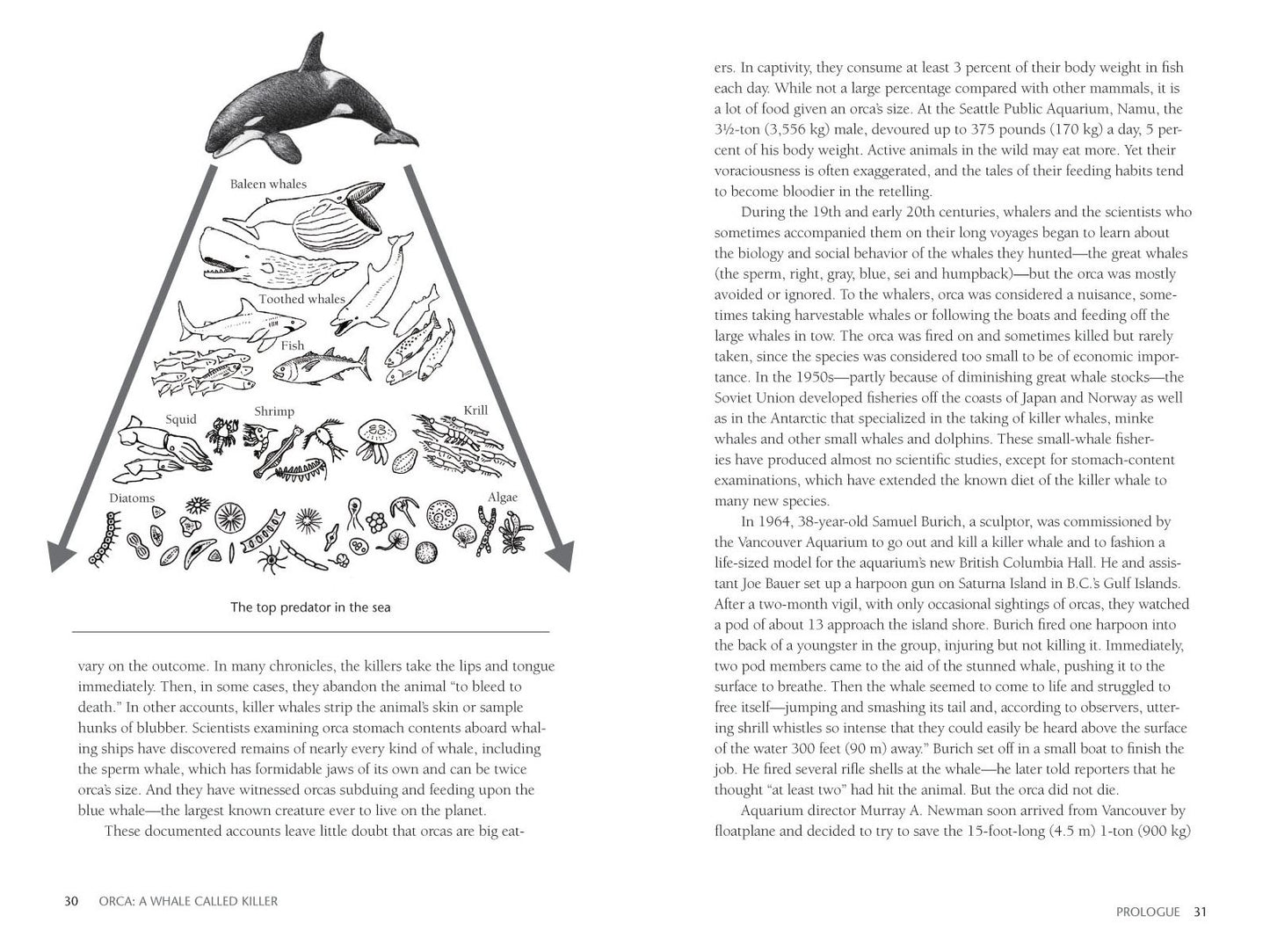 Orca: The Whale Called Killer