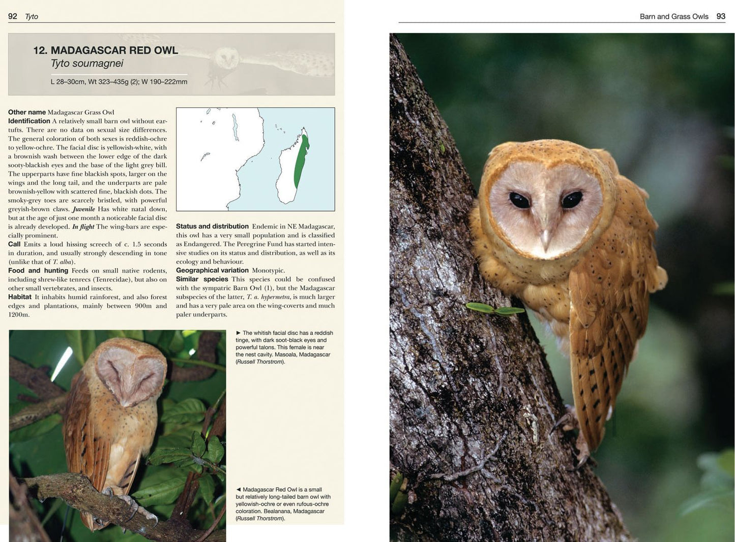 Owls of the World