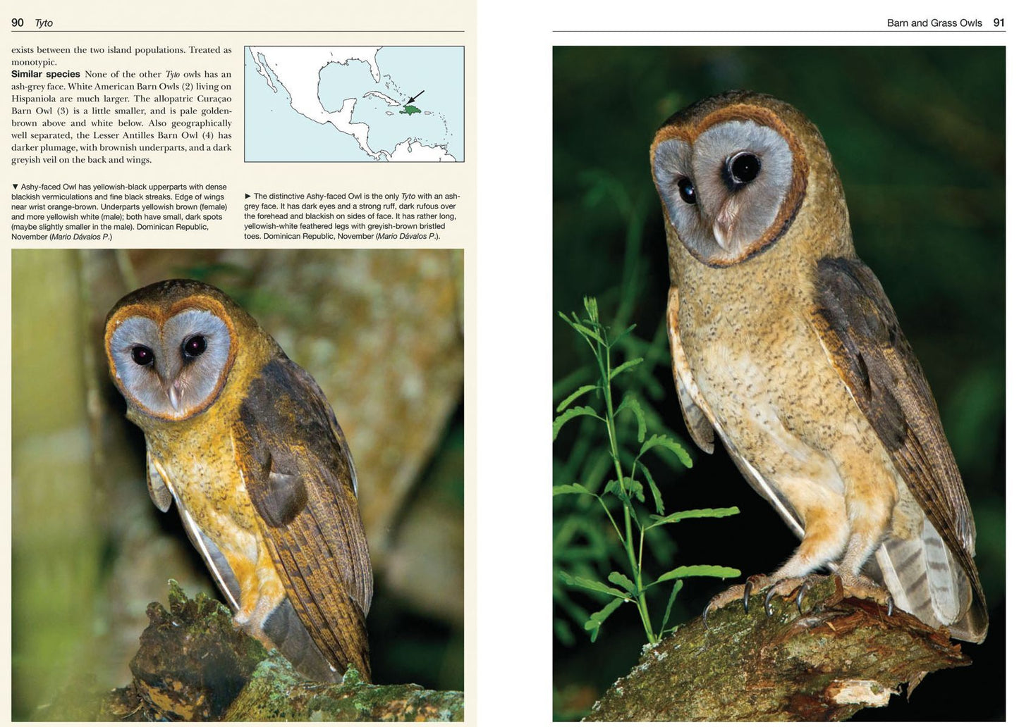 Owls of the World