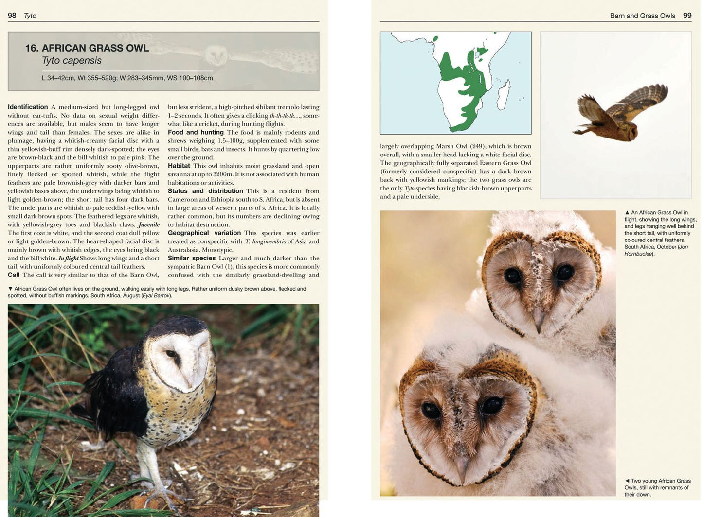 Owls of the World
