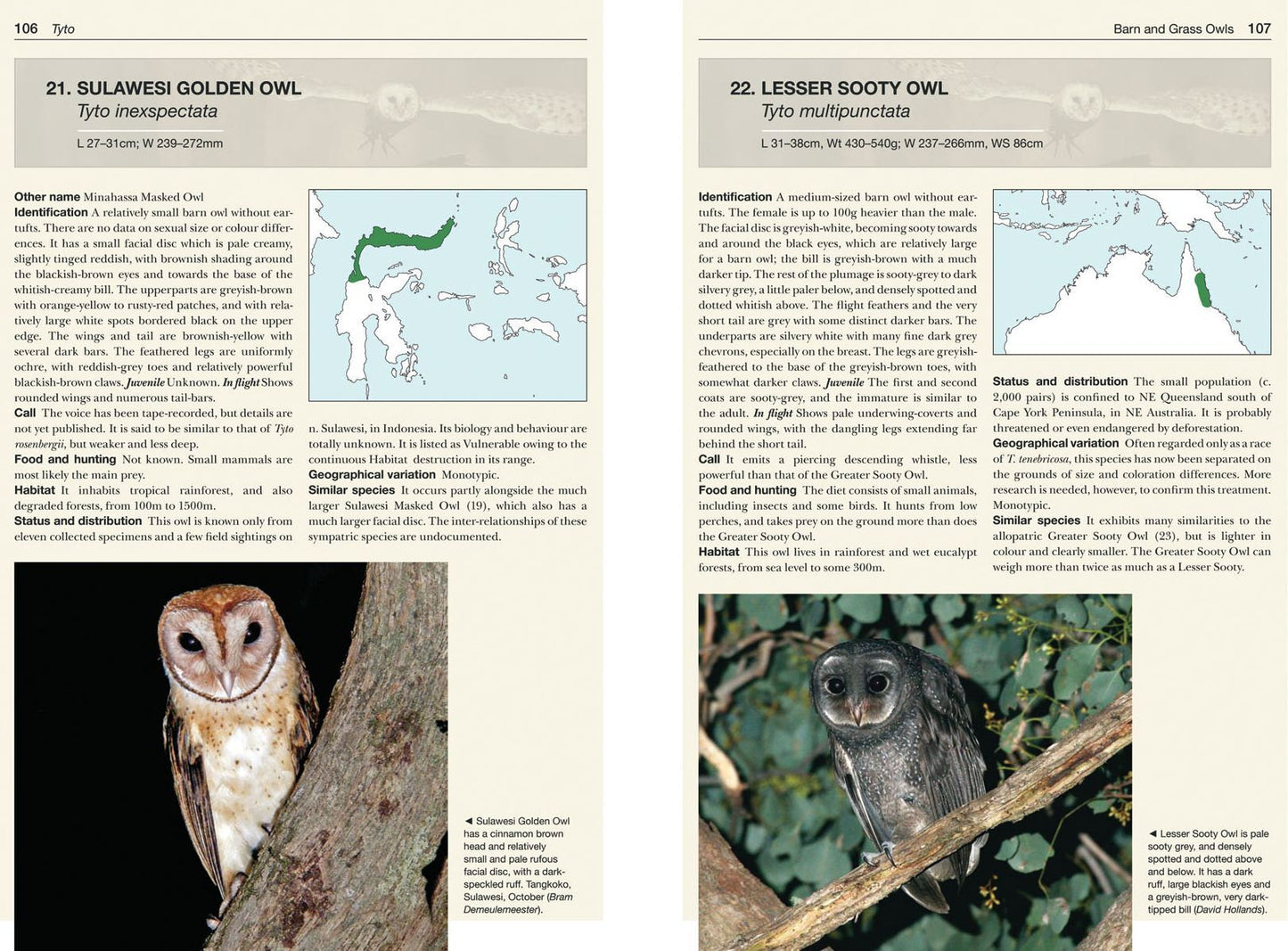 Owls of the World