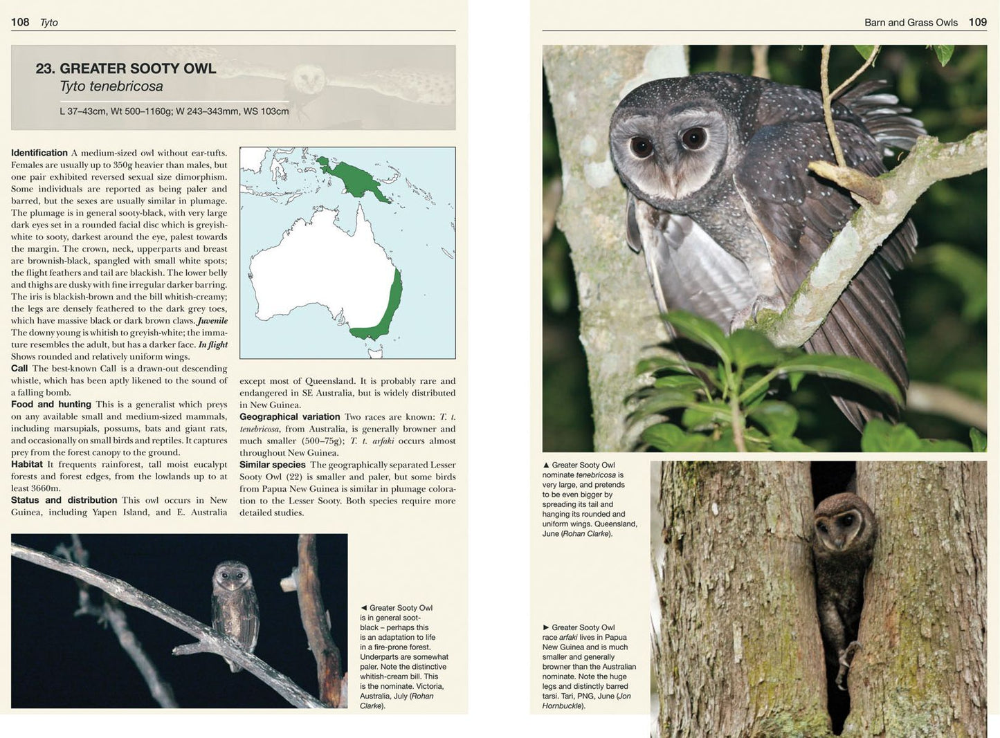 Owls of the World
