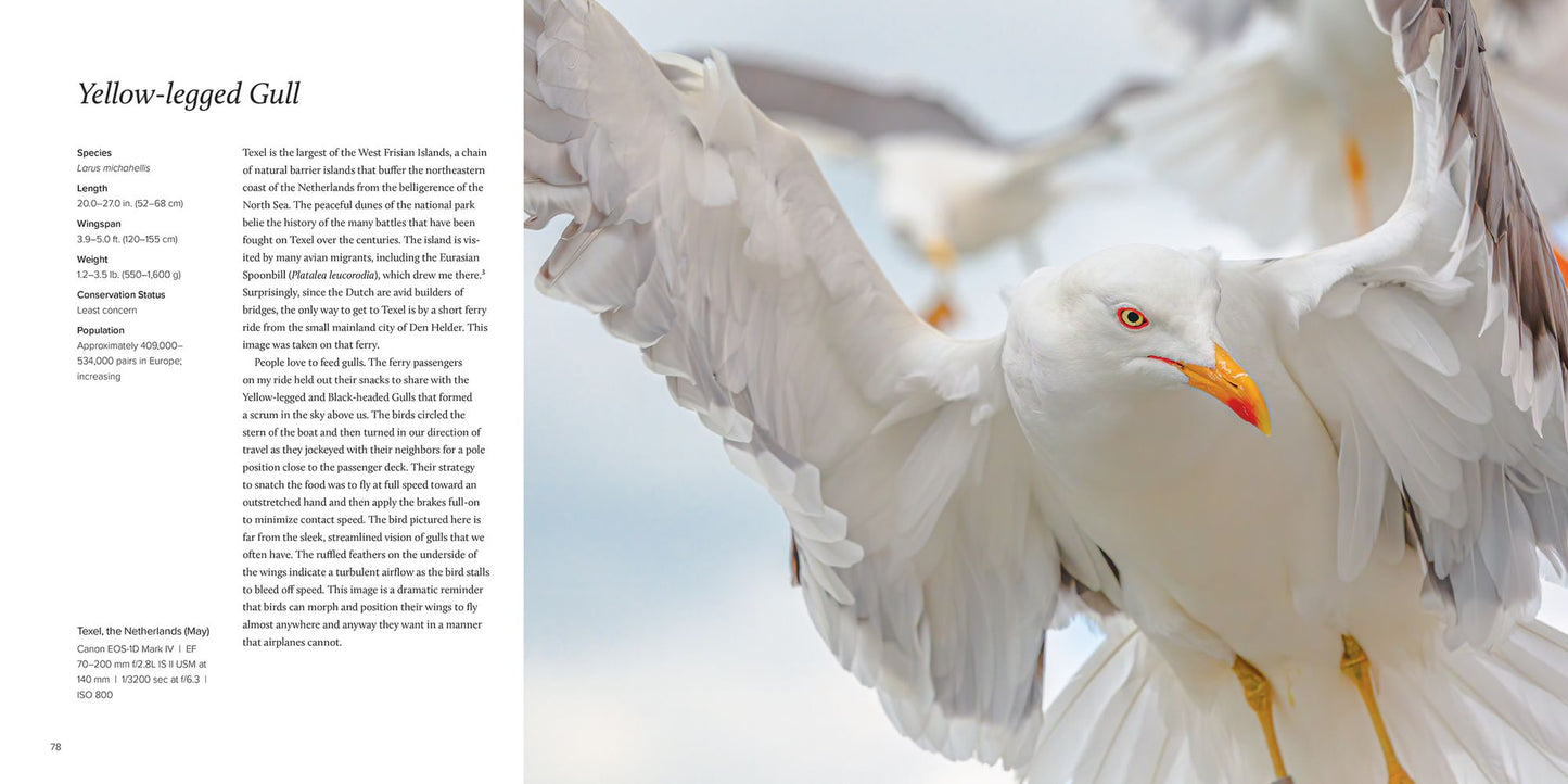 100 Flying Birds: Photographing the Mechanics of Flight