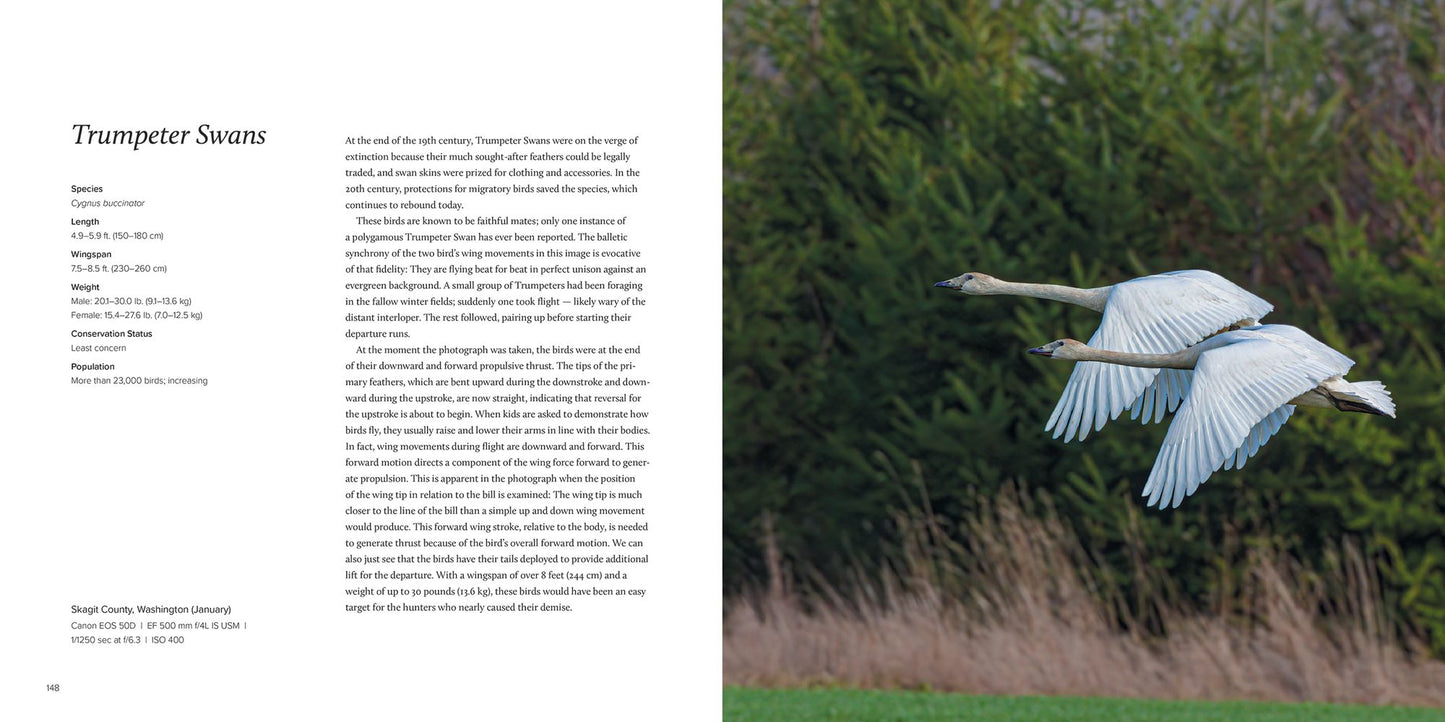 100 Flying Birds: Photographing the Mechanics of Flight
