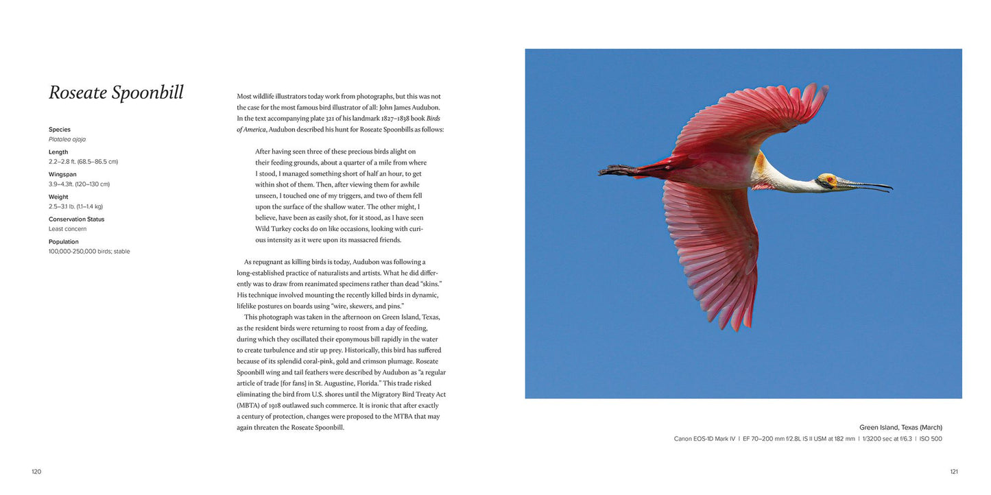100 Flying Birds: Photographing the Mechanics of Flight