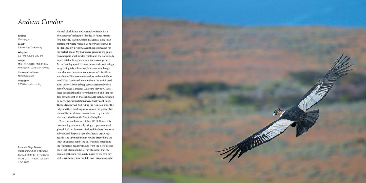 100 Flying Birds: Photographing the Mechanics of Flight