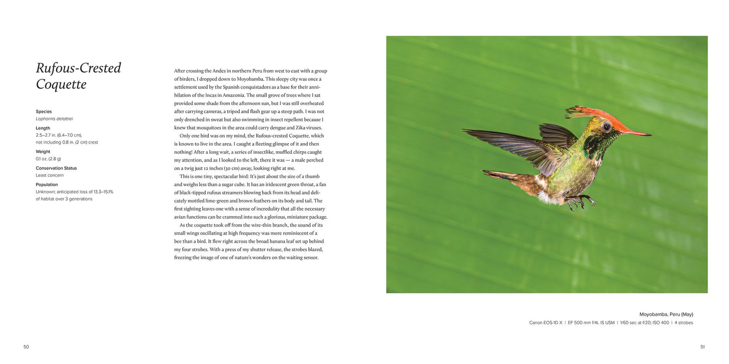 100 Flying Birds: Photographing the Mechanics of Flight
