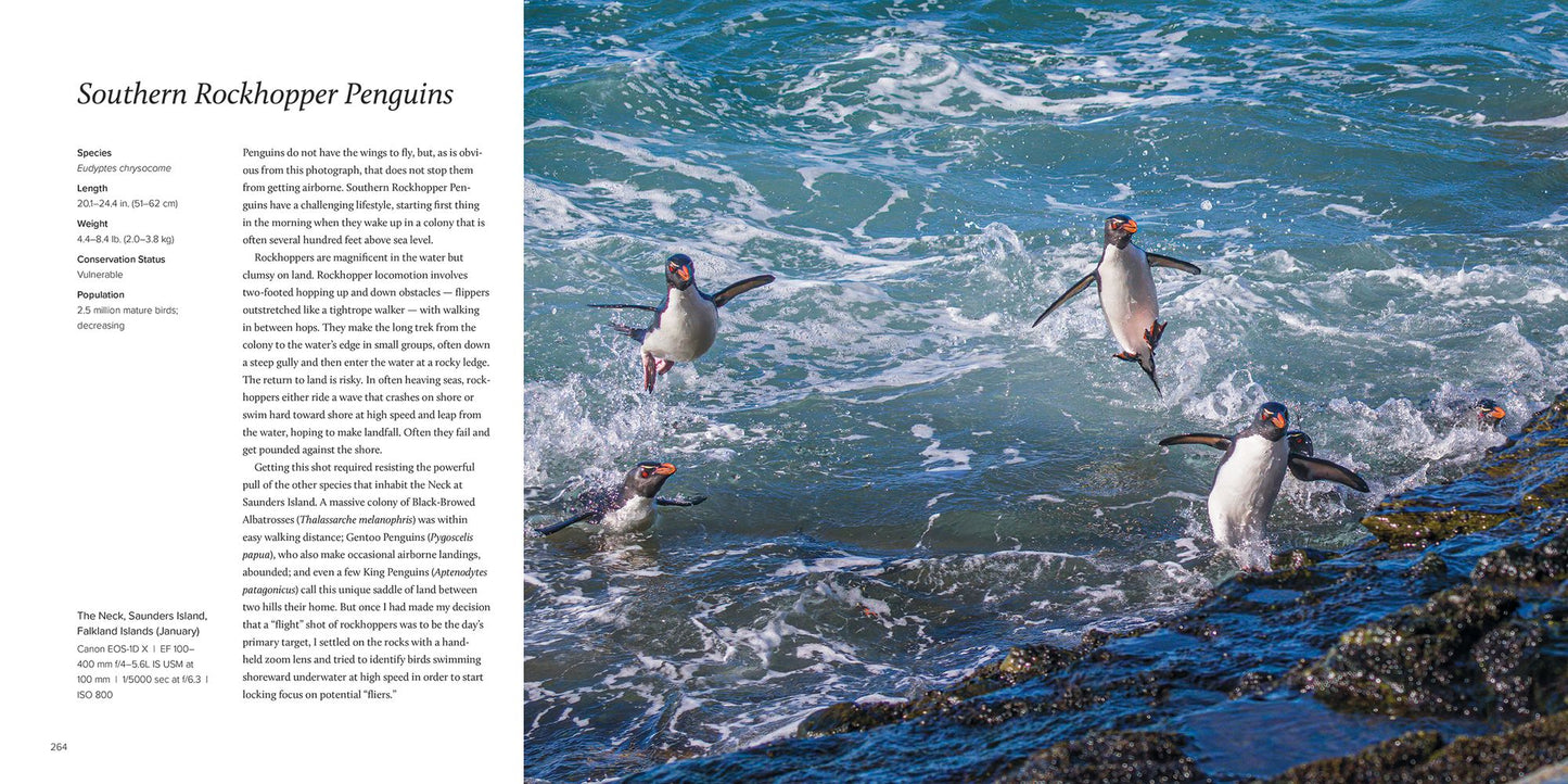 100 Flying Birds: Photographing the Mechanics of Flight
