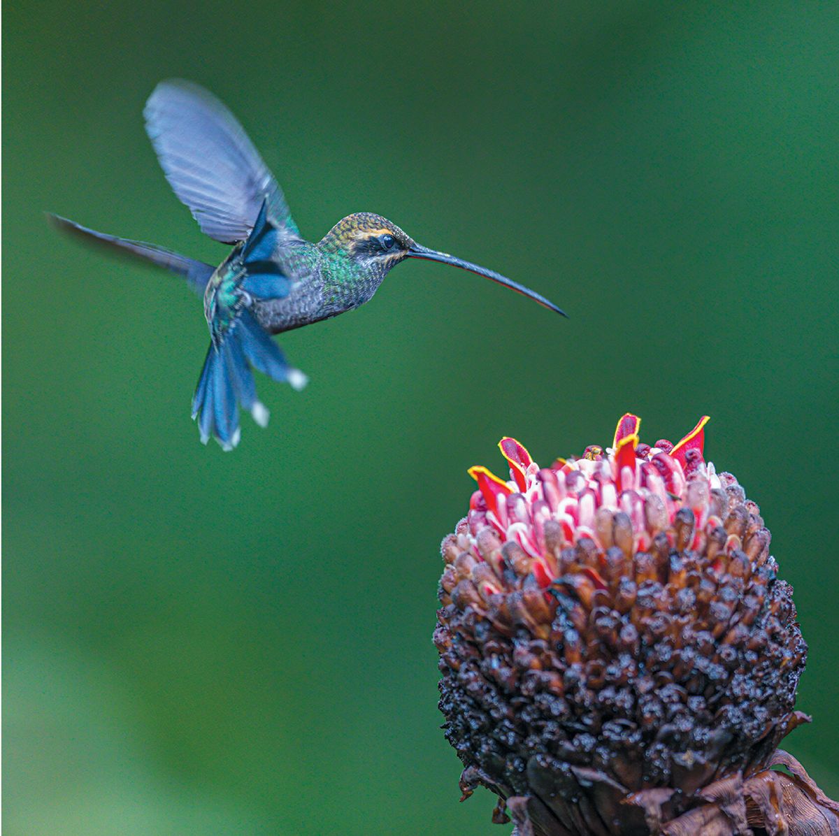 100 Flying Birds: Photographing the Mechanics of Flight
