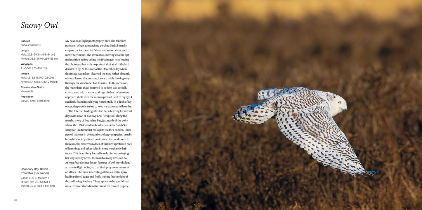 100 Flying Birds: Photographing the Mechanics of Flight