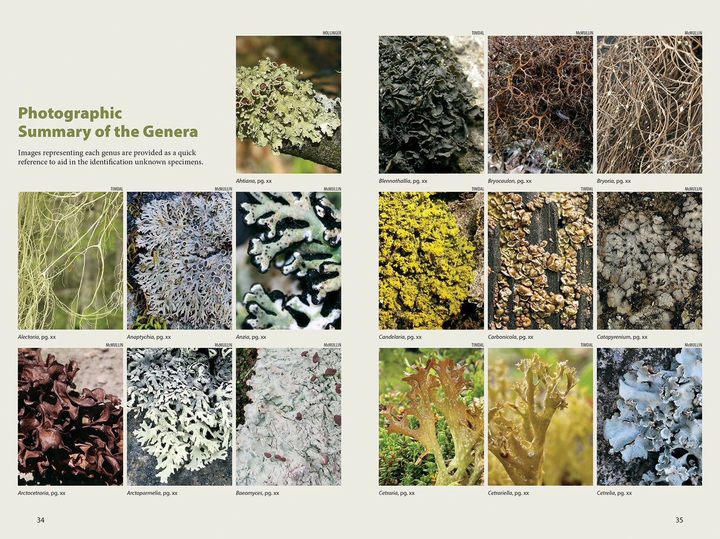 Lichens: The Macrolichens of Ontario and the Great Lakes Region of the United States