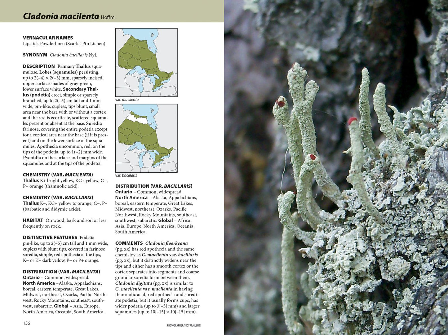 Lichens: The Macrolichens of Ontario and the Great Lakes Region of the United States