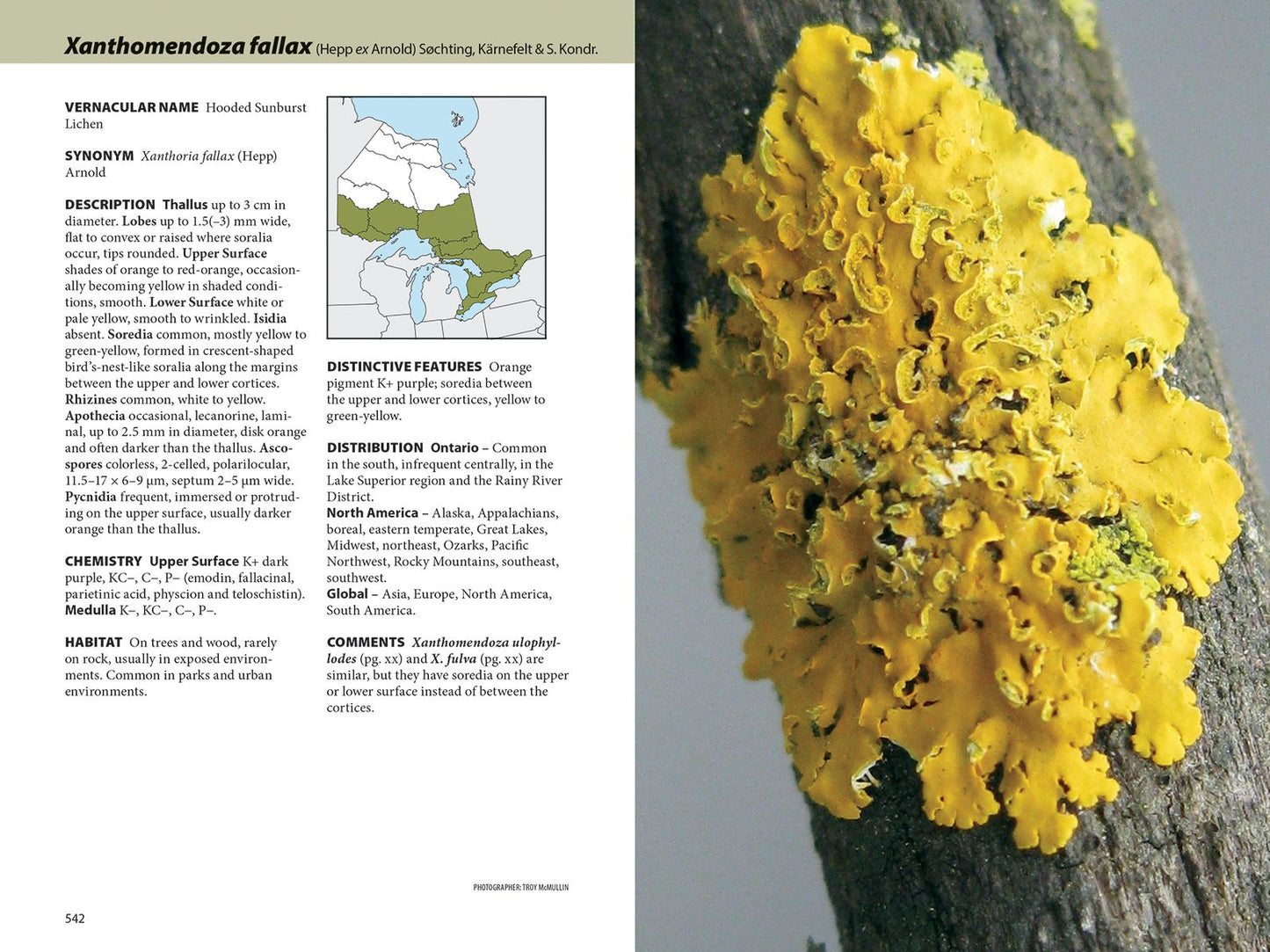 Lichens: The Macrolichens of Ontario and the Great Lakes Region of the United States