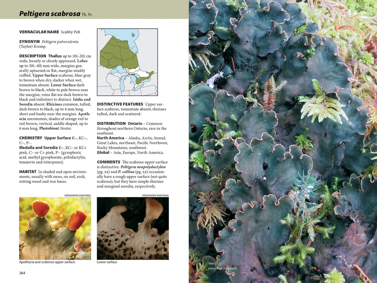 Lichens: The Macrolichens of Ontario and the Great Lakes Region of the United States