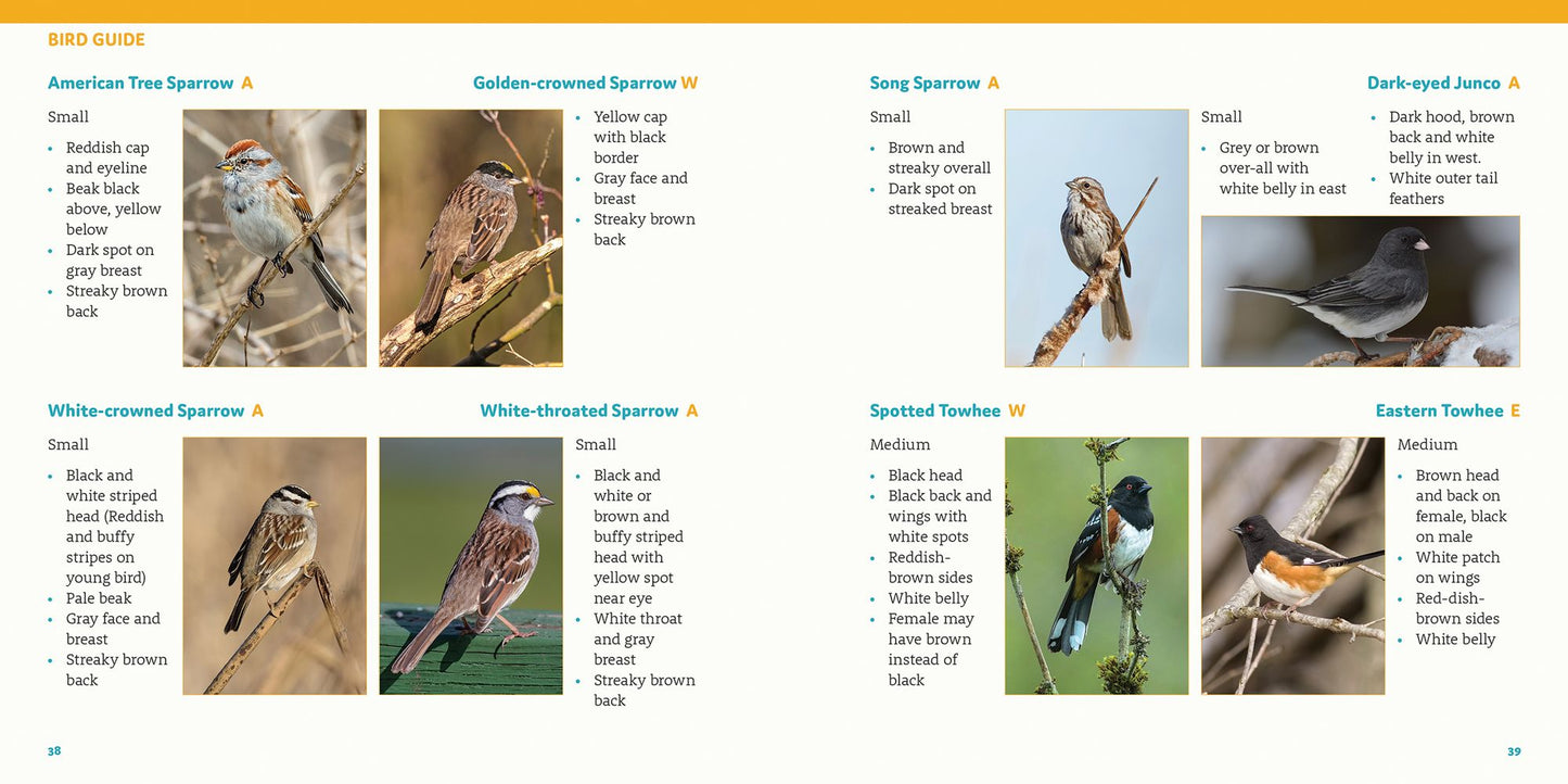 How to Feed Backyard Birds: A Step-By-Step Guide for Kids