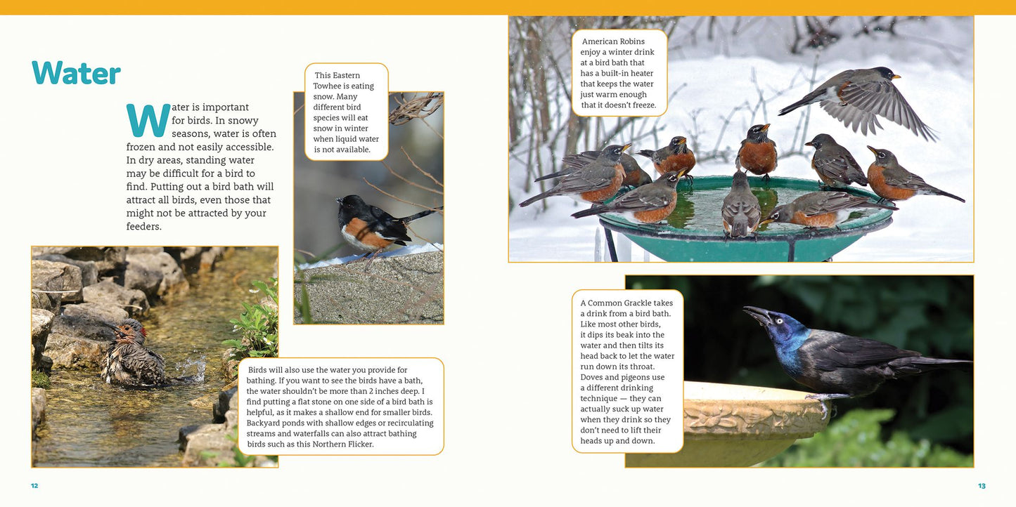 How to Feed Backyard Birds: A Step-By-Step Guide for Kids