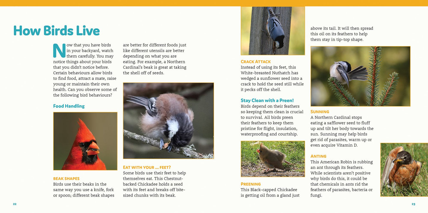 How to Feed Backyard Birds: A Step-By-Step Guide for Kids