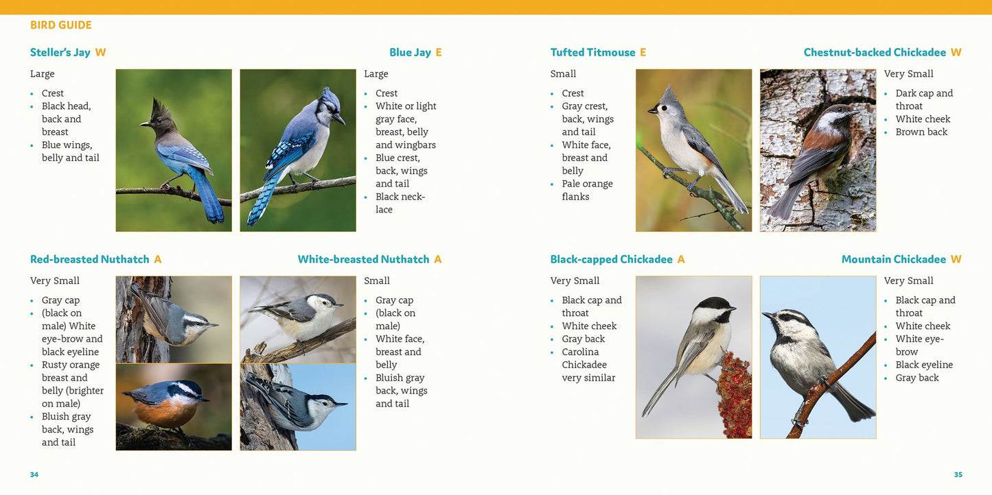 How to Feed Backyard Birds: A Step-By-Step Guide for Kids