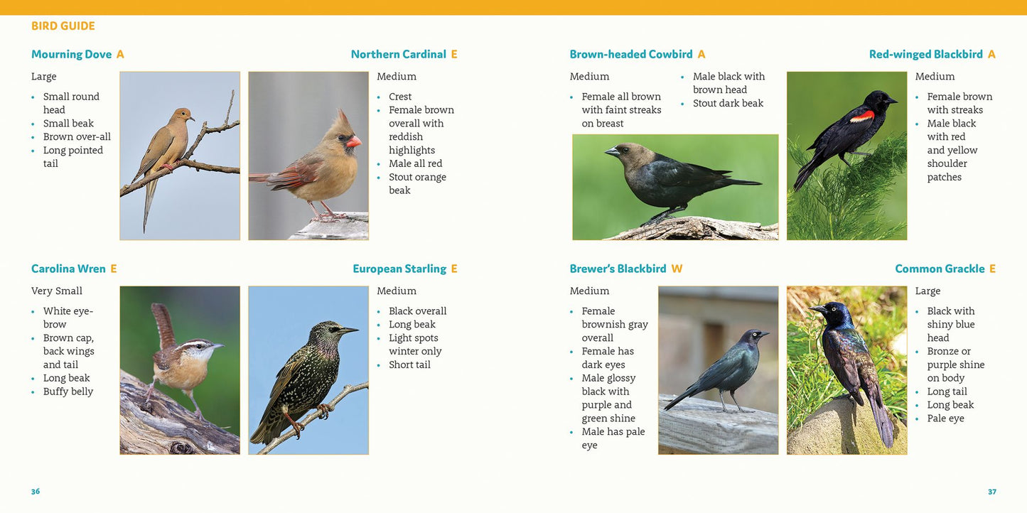How to Feed Backyard Birds: A Step-By-Step Guide for Kids