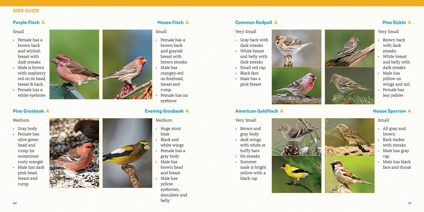 How to Feed Backyard Birds: A Step-By-Step Guide for Kids