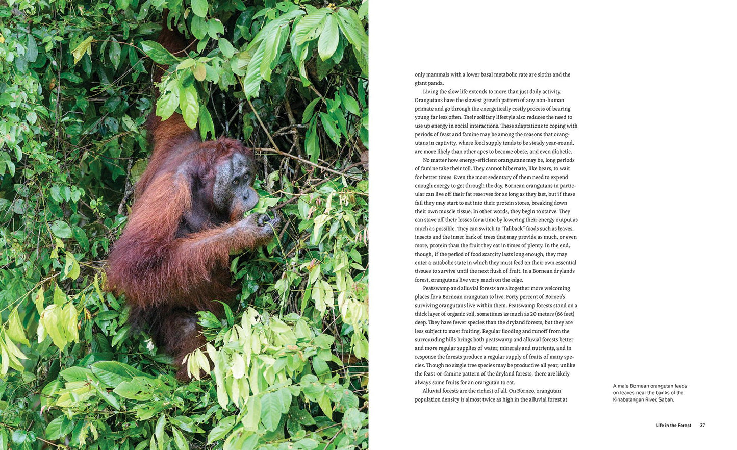 Orangutans: Their History, Natural History and Conservation
