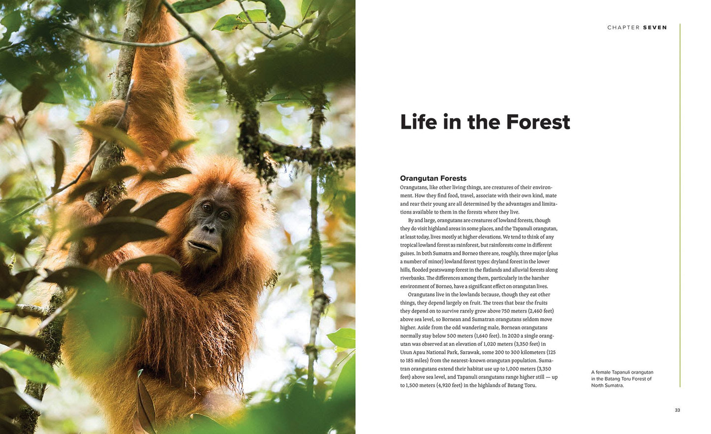 Orangutans: Their History, Natural History and Conservation