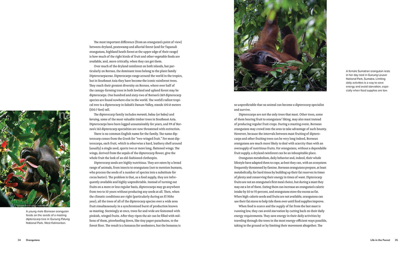 Orangutans: Their History, Natural History and Conservation