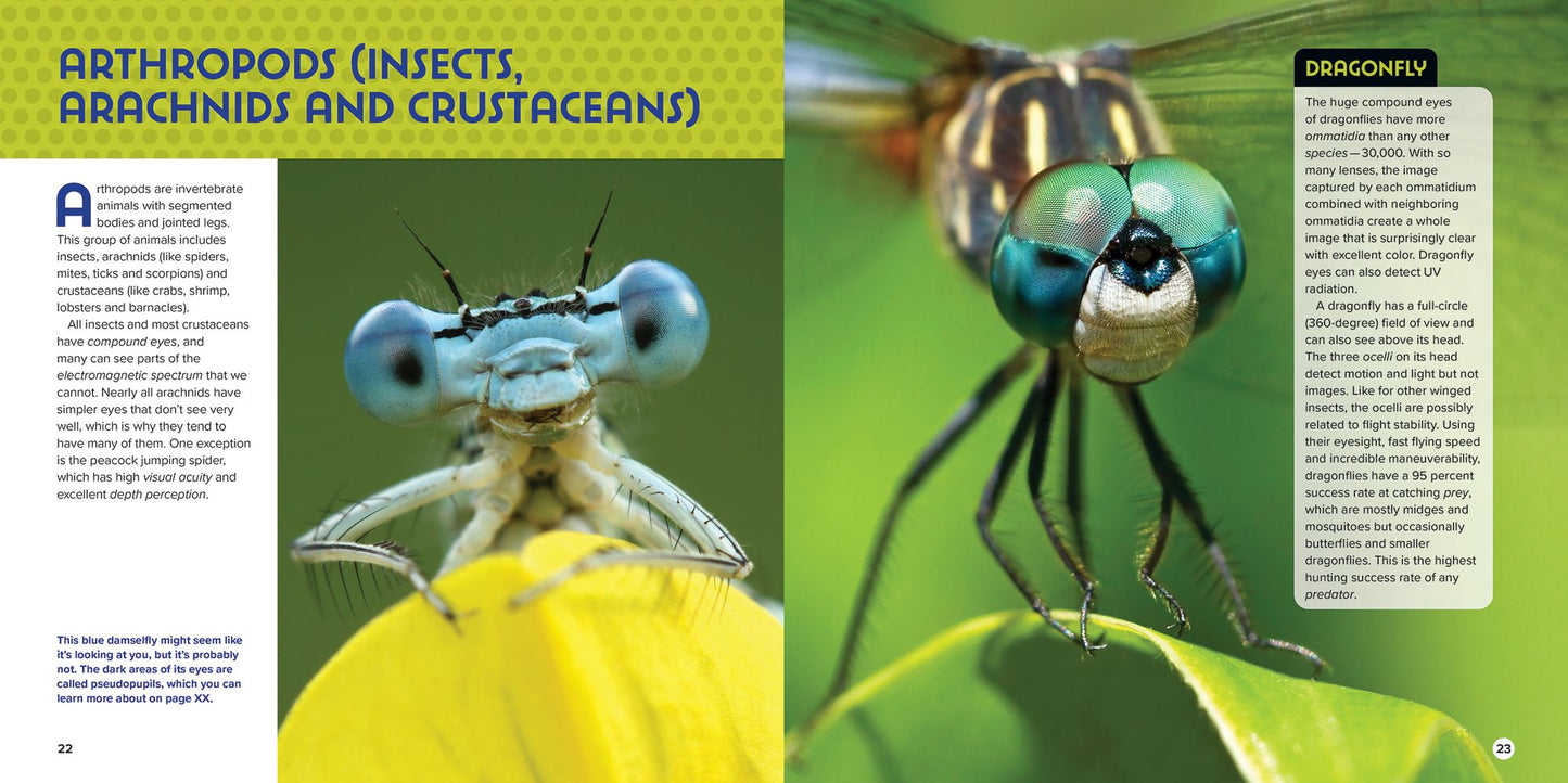 Animal Eyes: How Creatures See and How Their Eyes Have Adapted to Their World