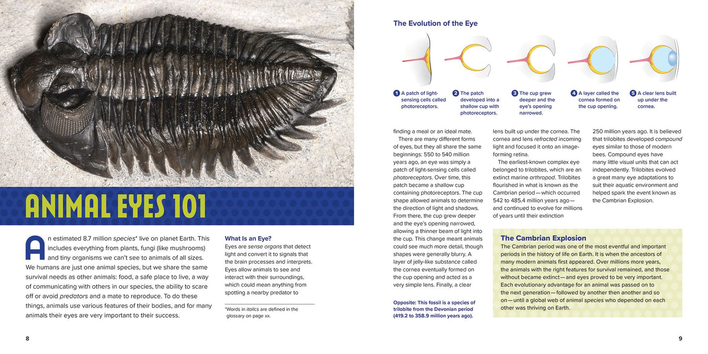 Animal Eyes: How Creatures See and How Their Eyes Have Adapted to Their World