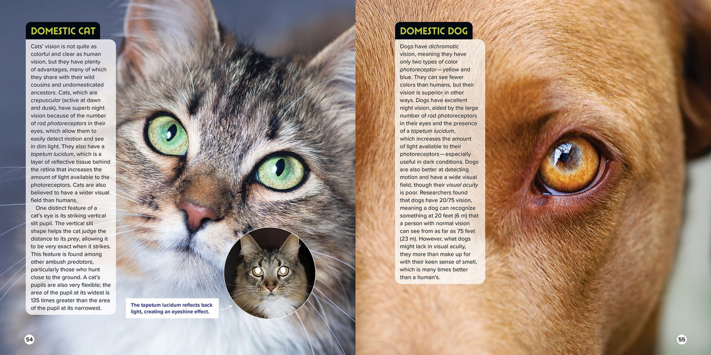 Animal Eyes: How Creatures See and How Their Eyes Have Adapted to Their World