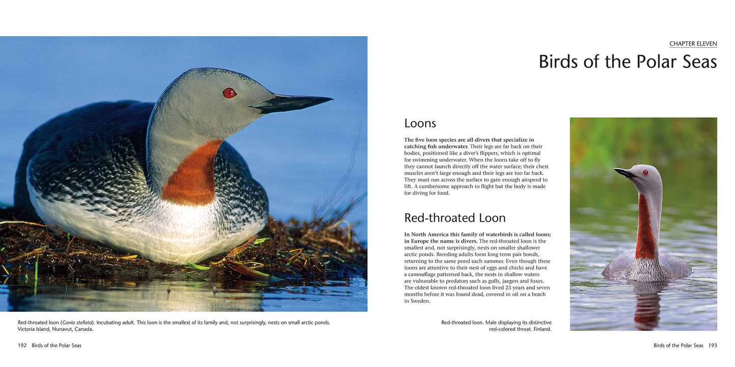Wildlife of the North: Animals of the High Latitudes of North America and Europe