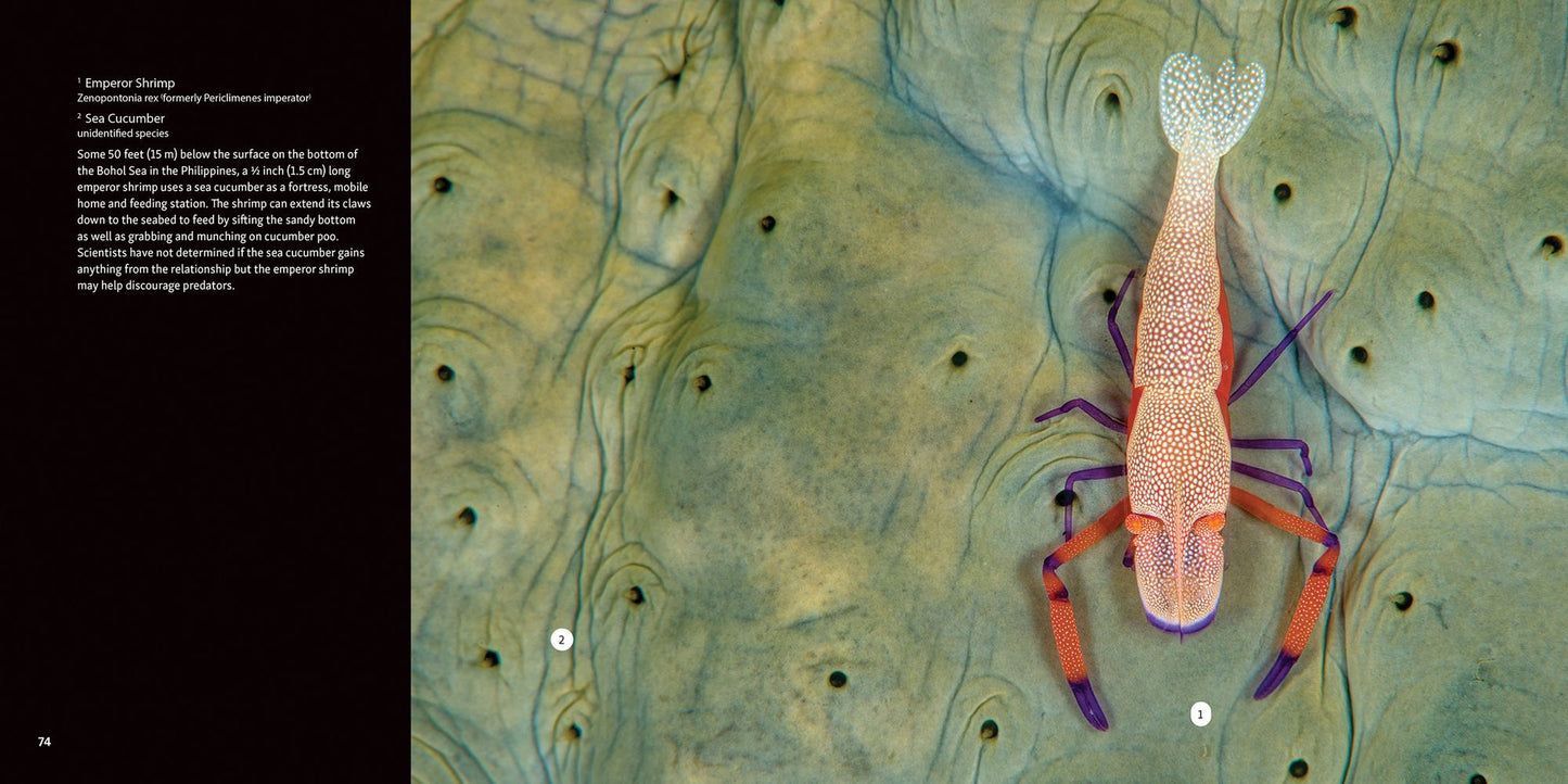 Strange Sea Creatures