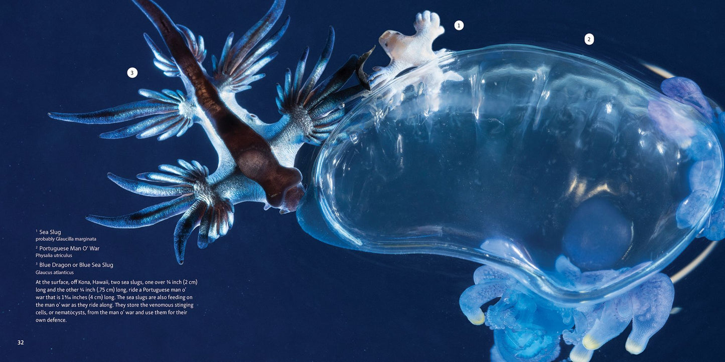 Strange Sea Creatures
